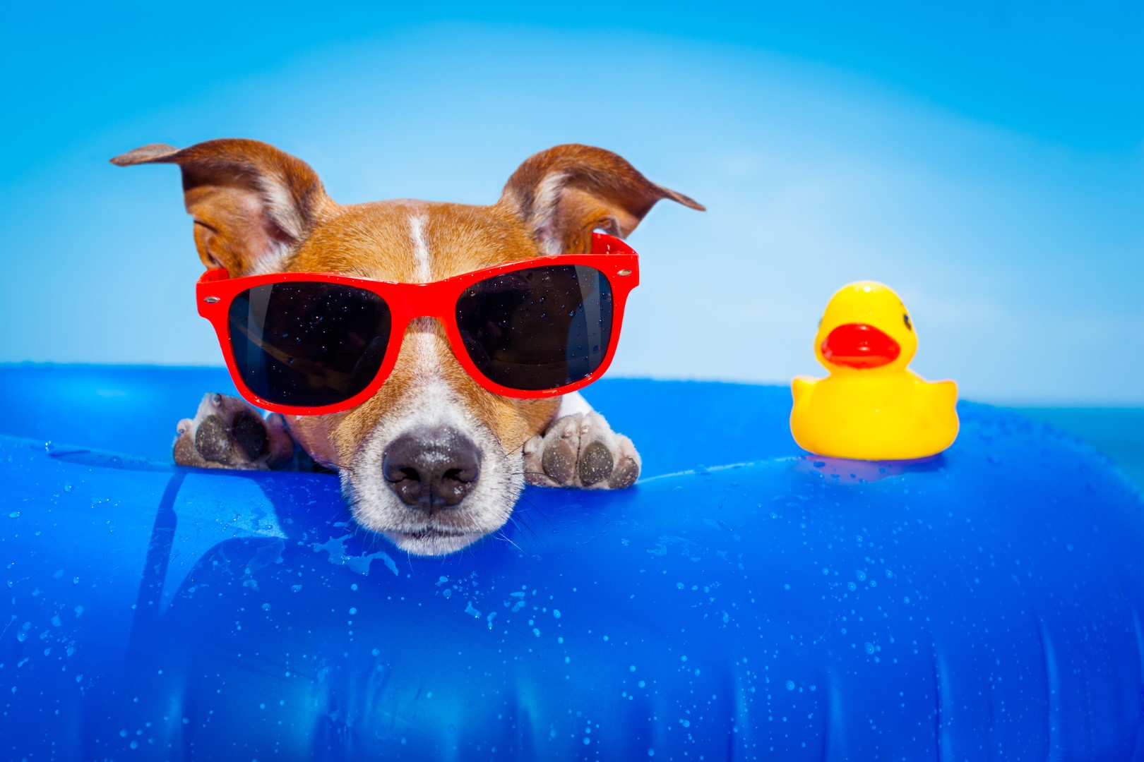 summer-fun-activities-for-dogs