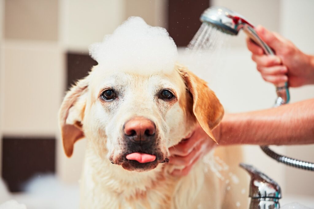 benefits-of-professional-dog-grooming