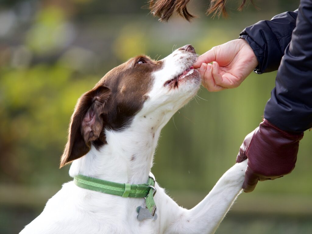 A springer spaniel beagle receives a treat for a dog training tips blog.