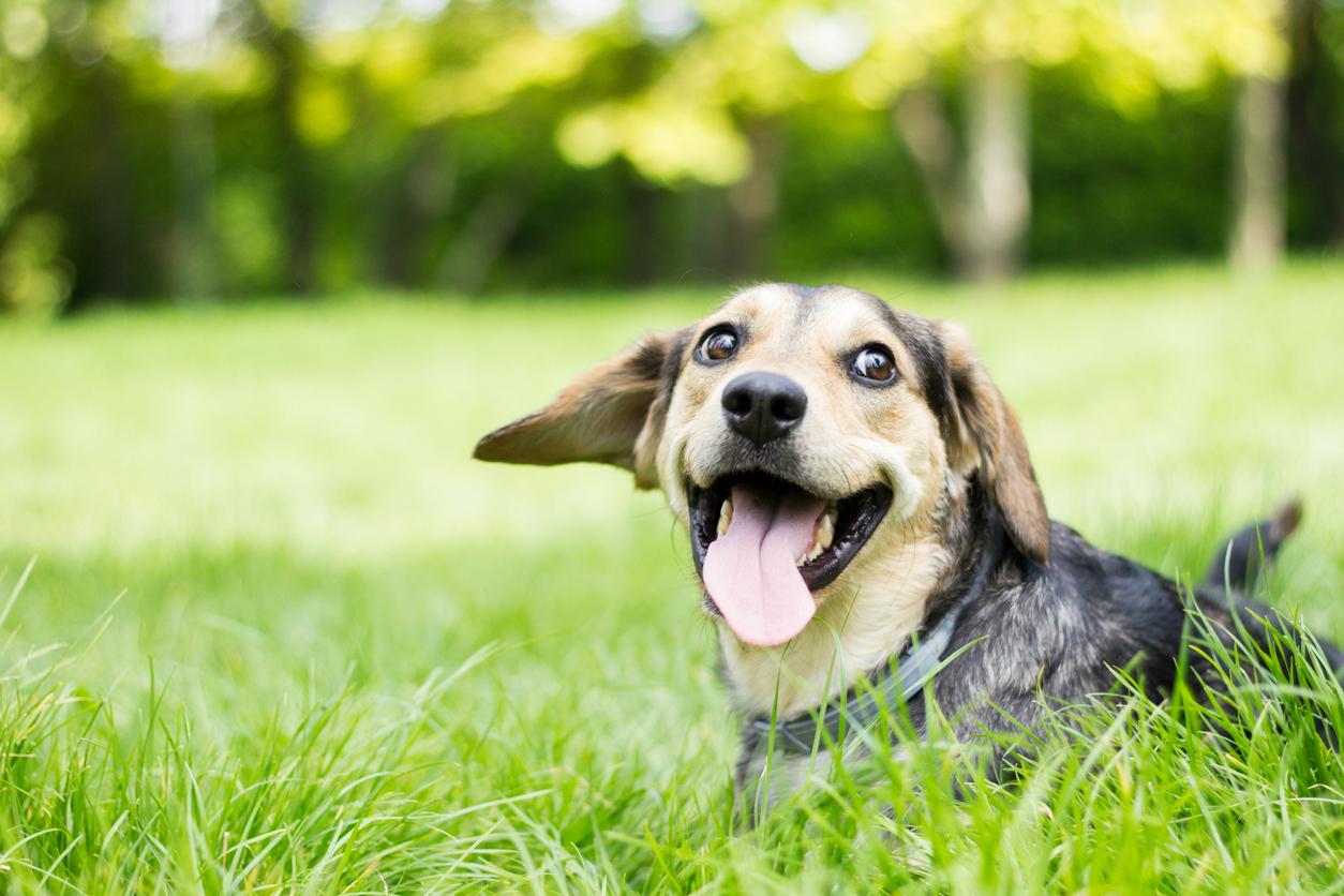 Dog with tongue hanging out sitting in grassy field for pets health and wellness blog.