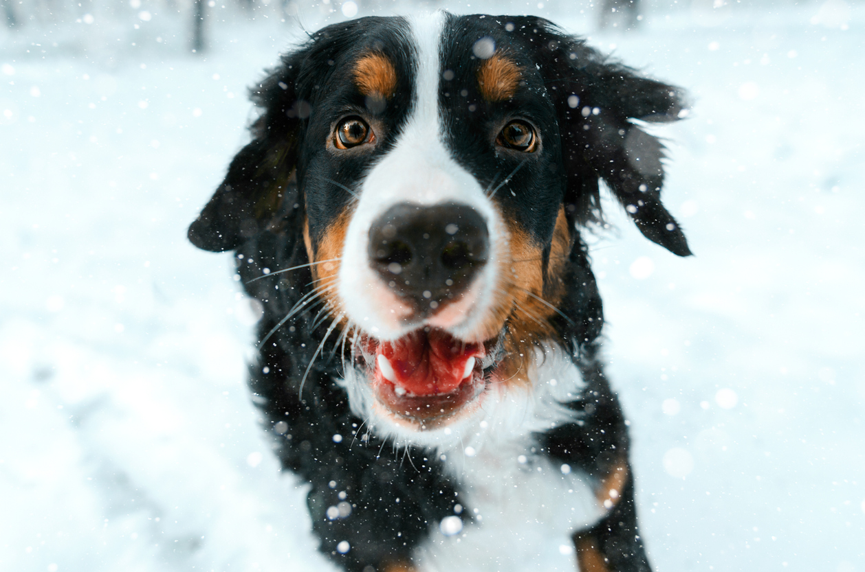 Bernese Mountain Dog playing in a snowy forest - blog photo for Boarding and Daycare Features