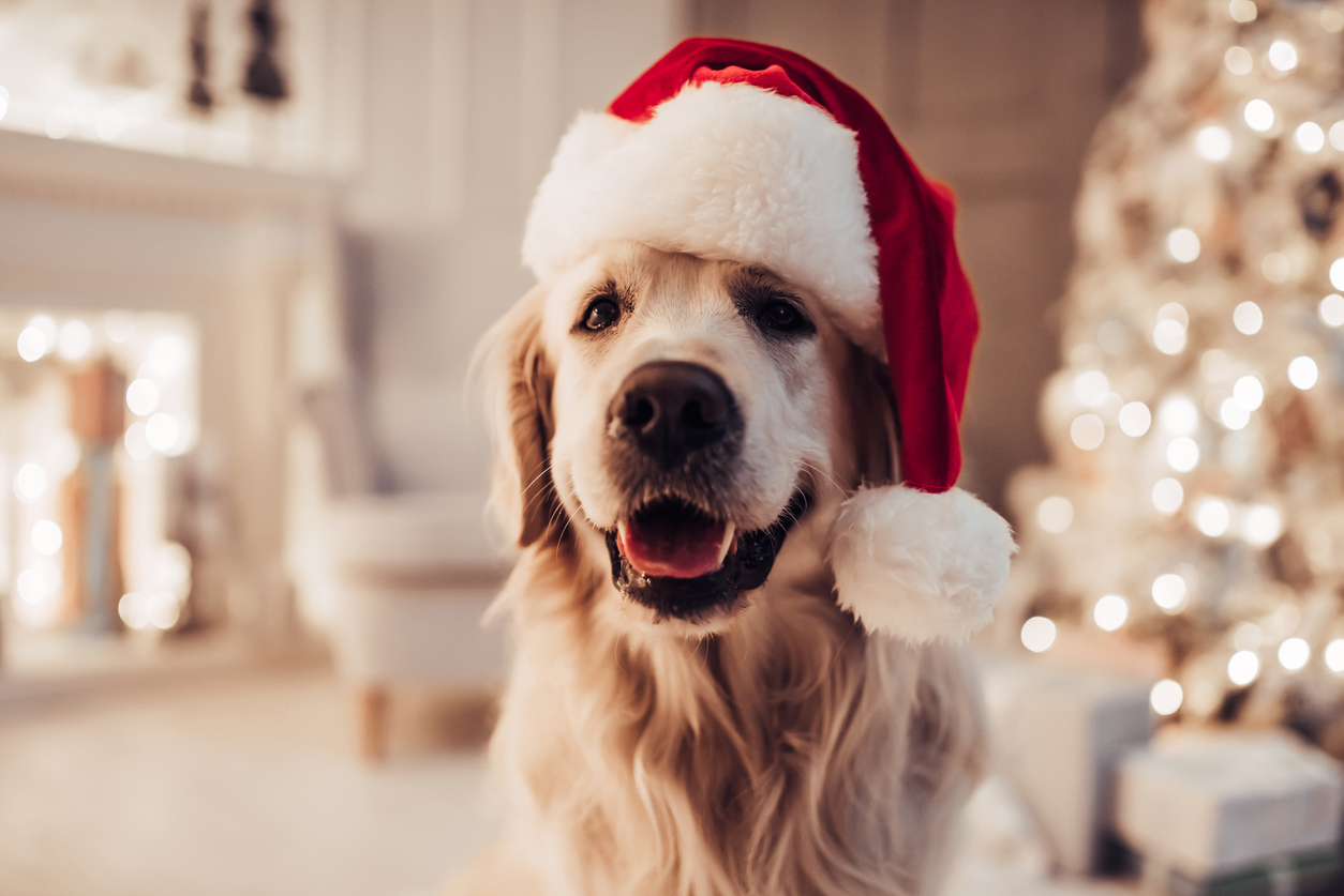 Cheerful dog labrador is sitting in Santa Claus hat. Benefits of boarding your dog for the holidays blog image