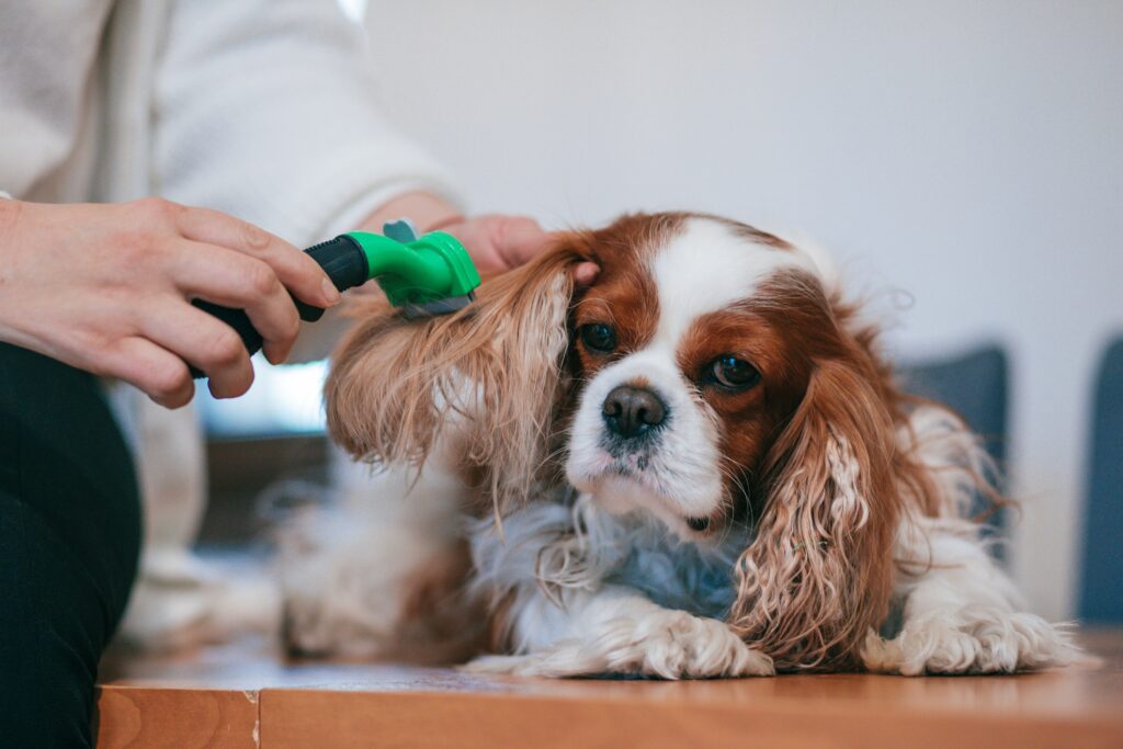 A salon specialist carefully brushes a spaniel's ears for salon services blog.