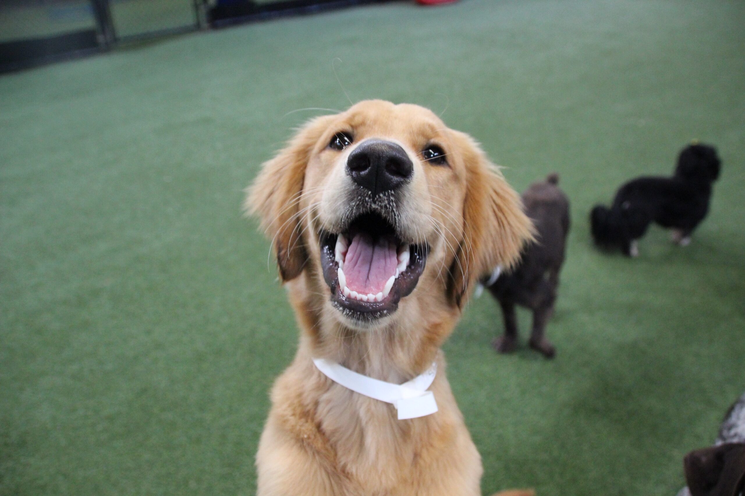 A happy golden retriever at daycare for regular dog daycare visits blog.
