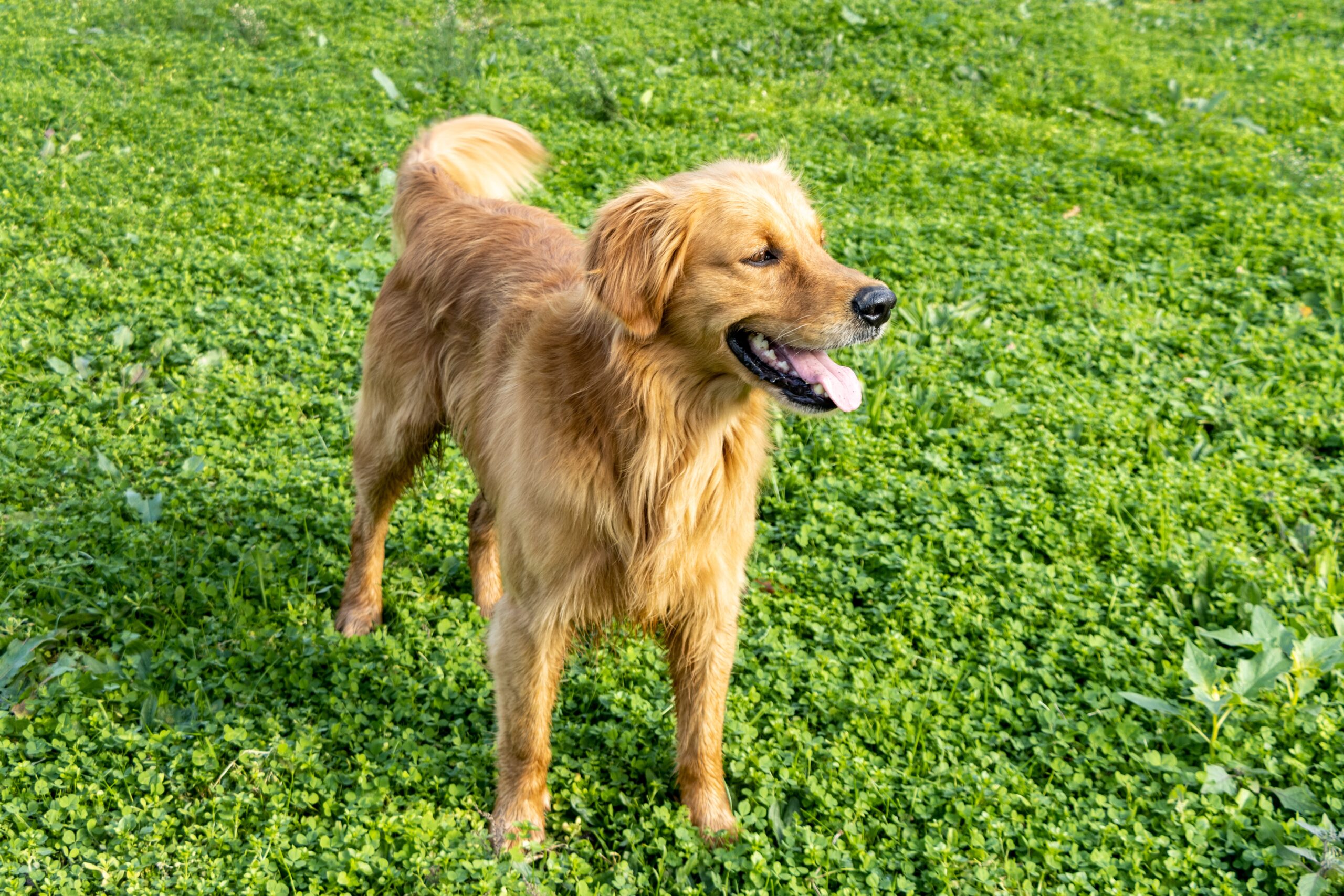 A Scottish Golden Retriever standing in green grass for pet resort services blog.