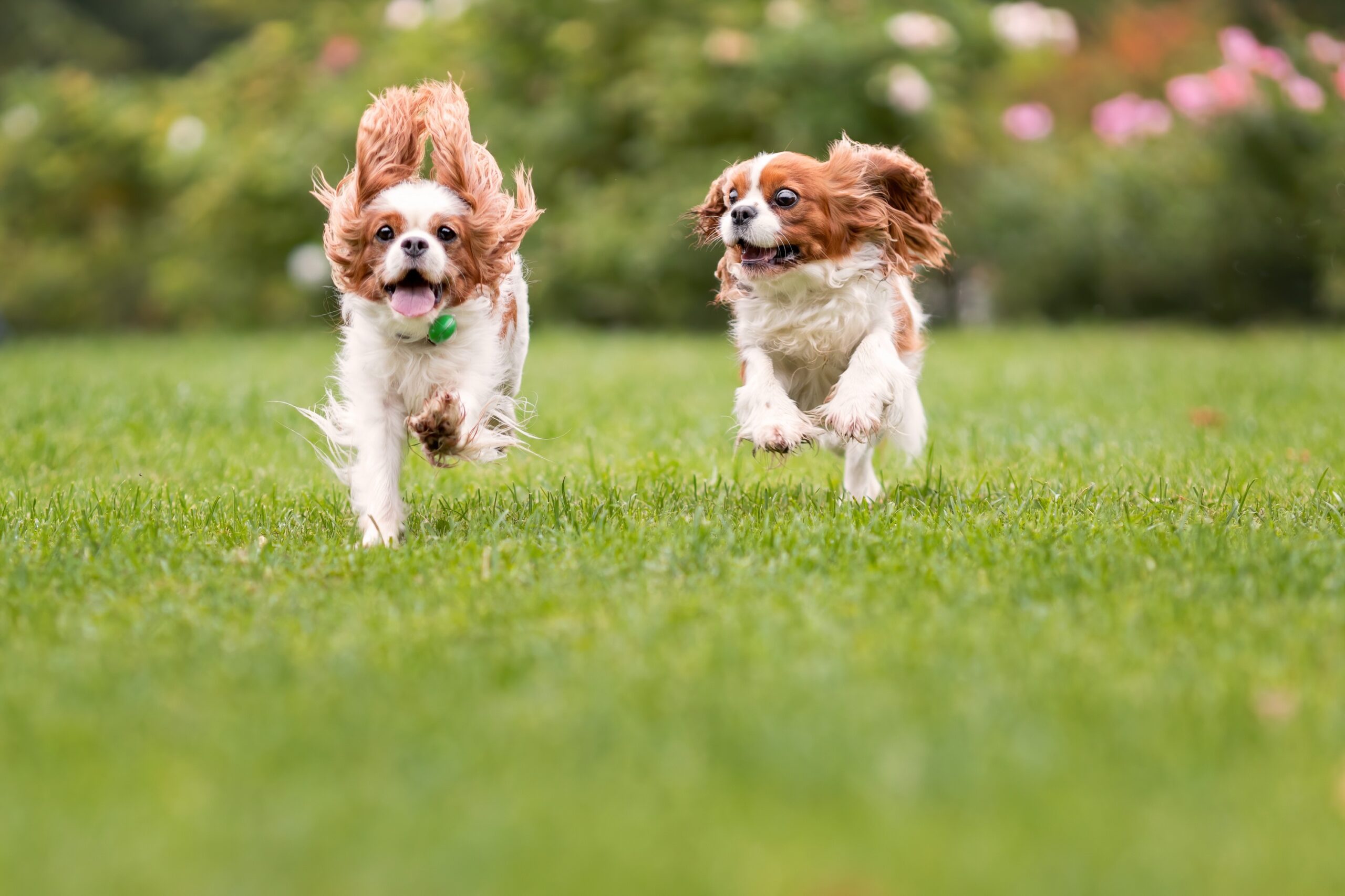Two active Cavalier King Charles Spaniel dogs run together in a grassy play yard for ways your pet resort prioritizes exercise blog.