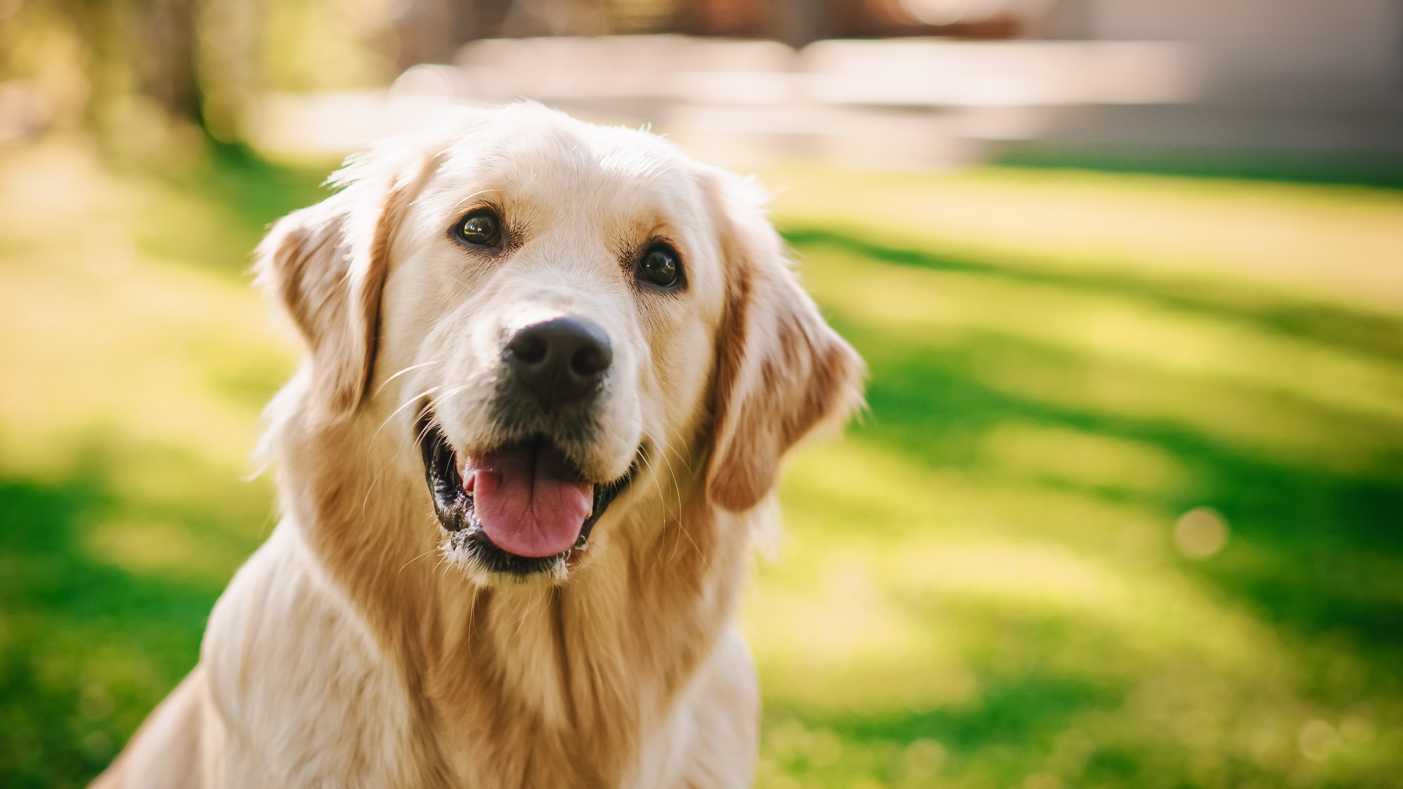 A happy Golden Retriever sitting in a green yard for what is the difference between dog boarding and dog sitting blog.