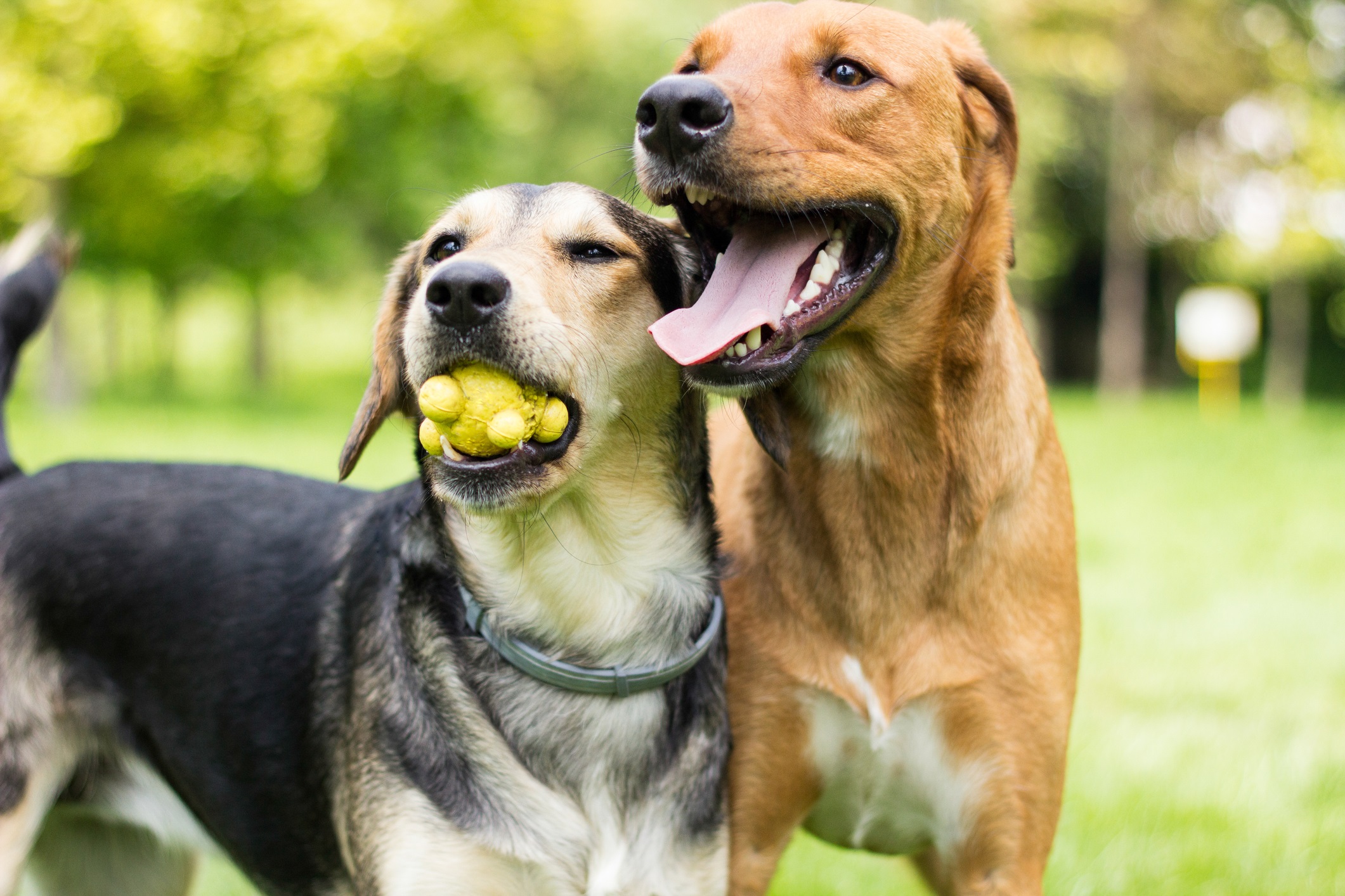 Two dogs playing on a sunny day. One holds a yellow ball in his mouth. For the "Your Dog Will Benefit from Regular Daycare Visits" blog.