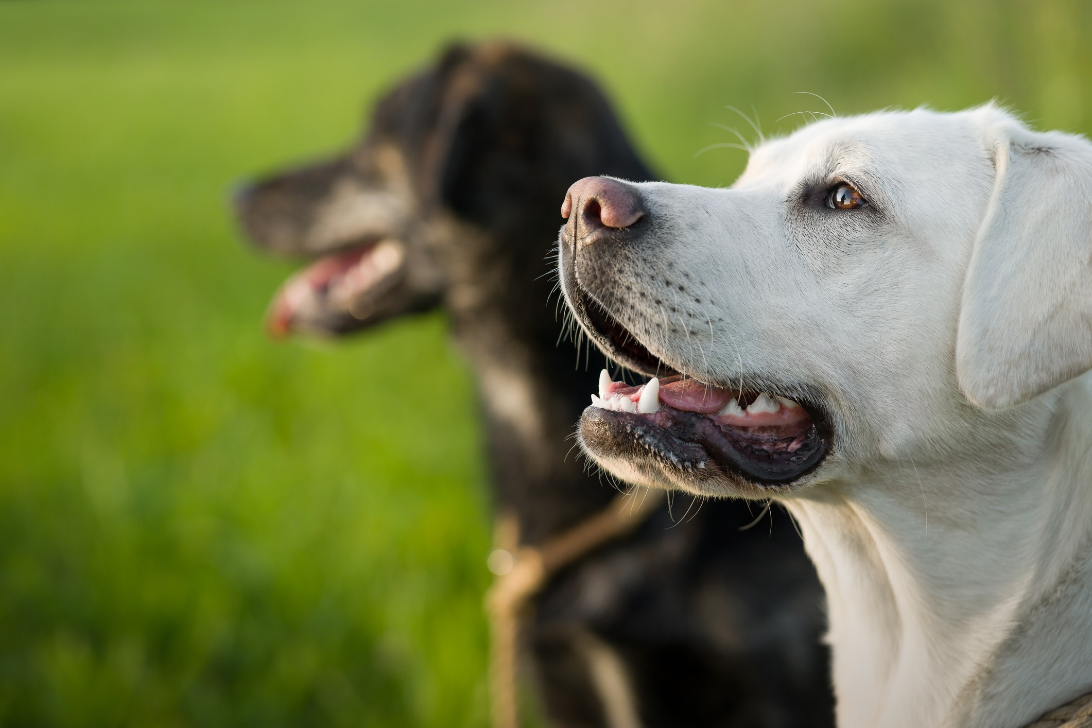 Two dogs stand at attention - a Labrador in focus in the foreground - for "benefits of professional dog training" blog.