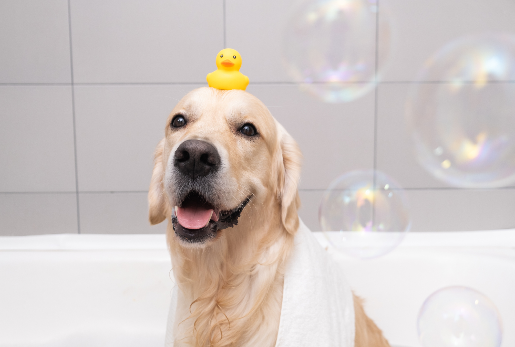 a yellow lab dog with a rubber duck on his head with bubbles and soap for the spa service appointments blog.