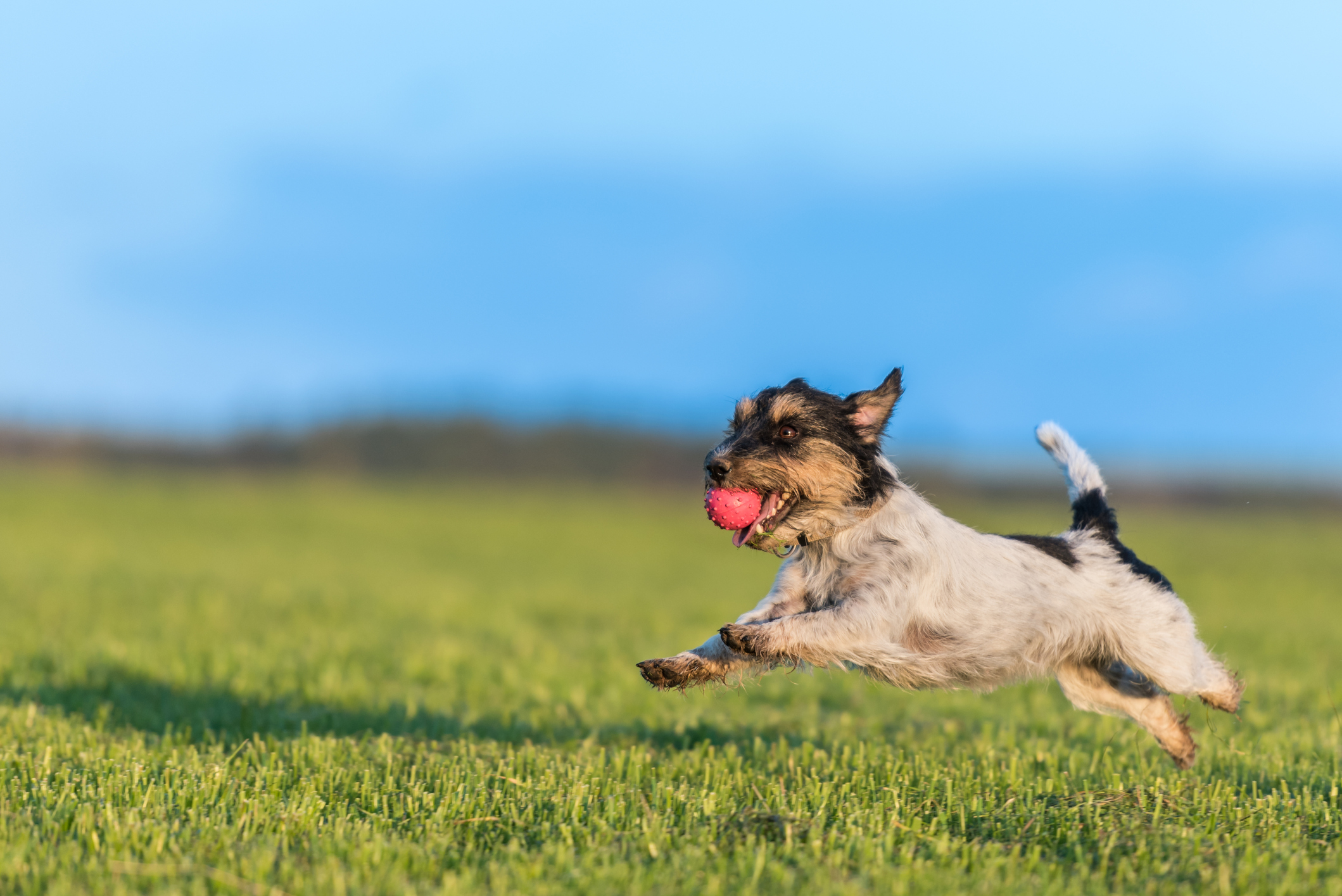 A dog running with a ball in its mouth for the pet resort or a pet sitter blog.
