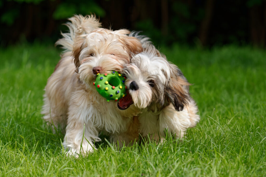 Puppies playing with a toy together for puppy socialization