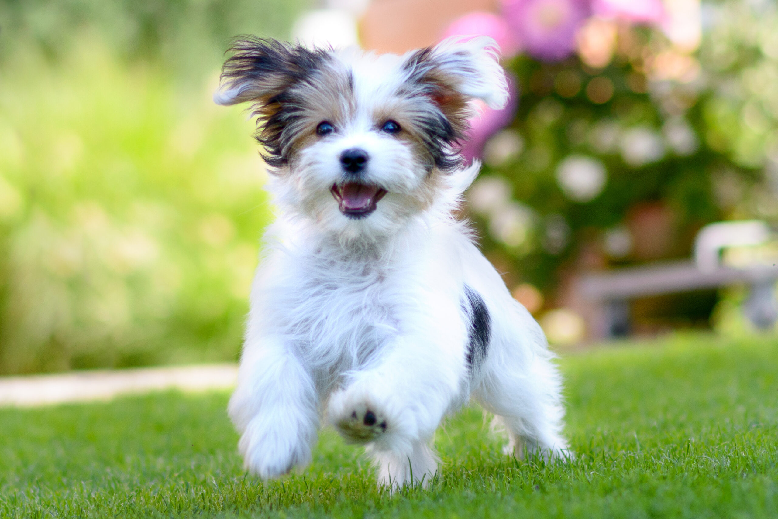 how to find the right pet resort for your dog