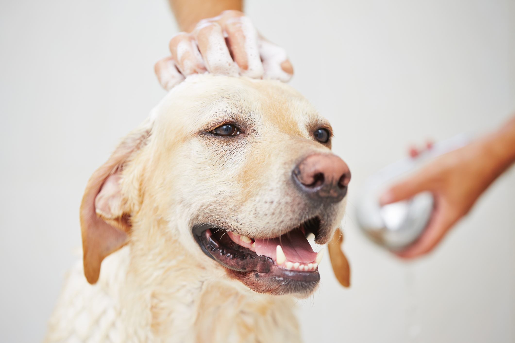 how often should dogs be bathed in the winter