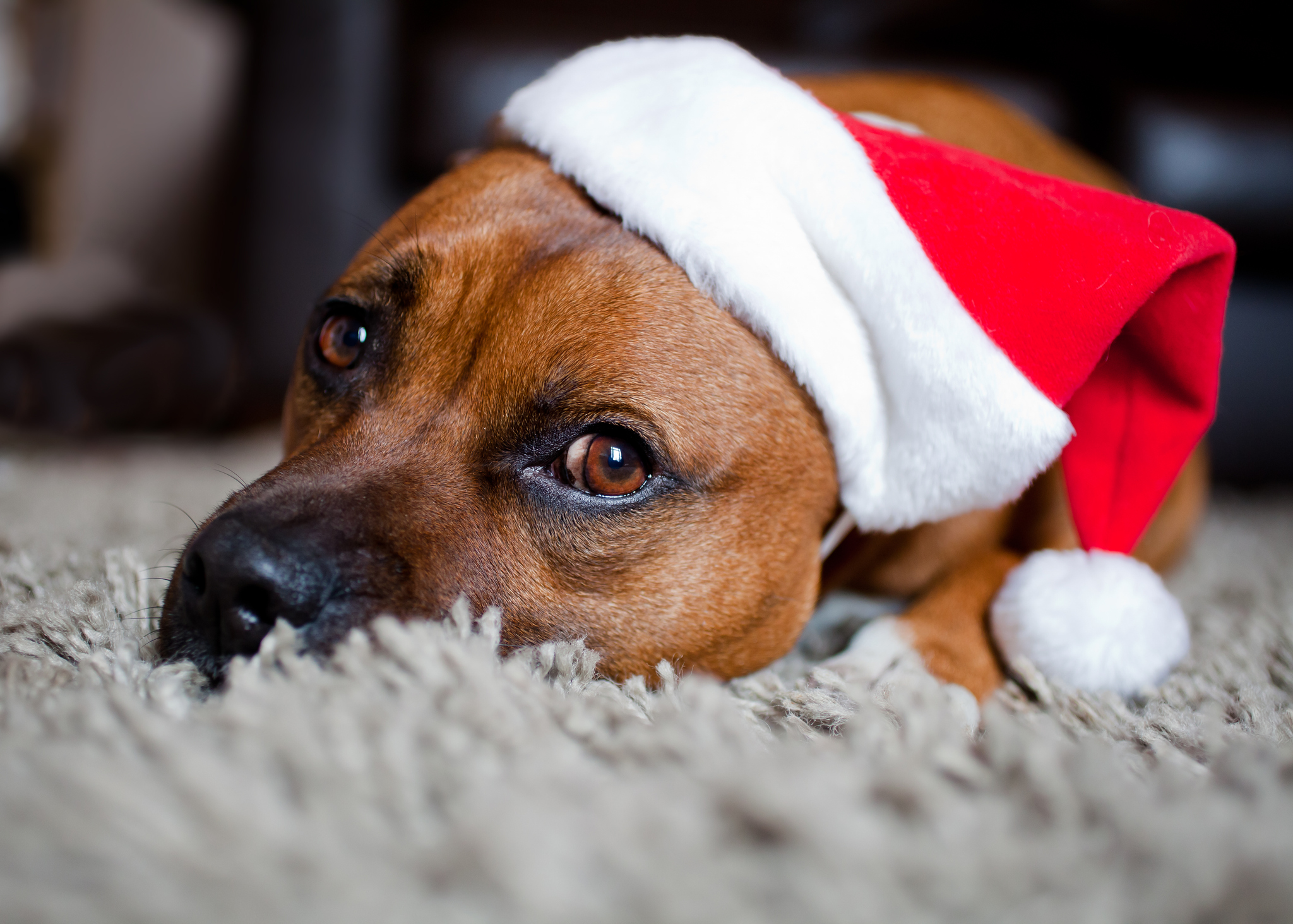ways to make the holidays less stressful for your dog